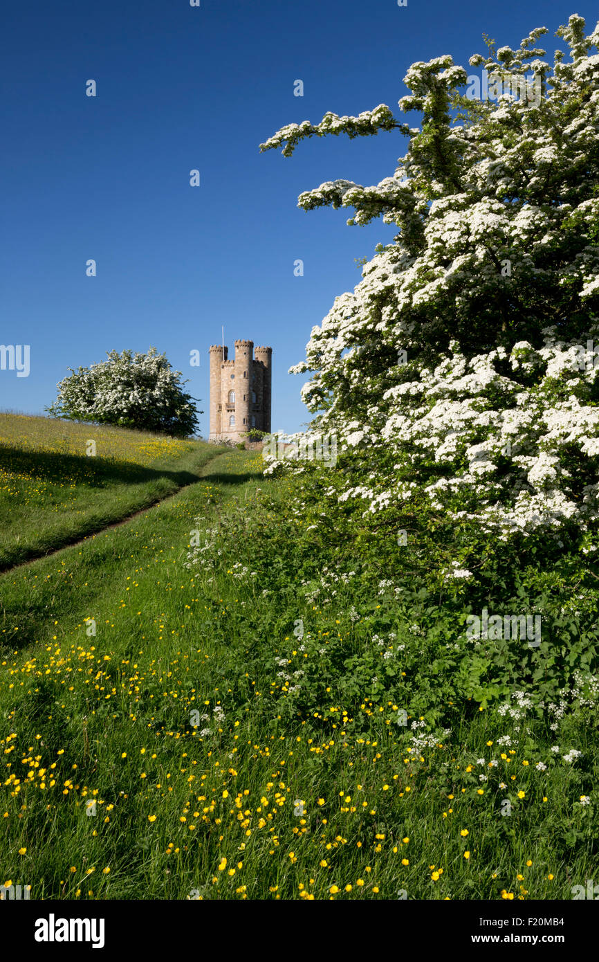 Broadway Tower amidst spring flowering Hawthorn bushes and Buttercups, Broadway, Cotswolds, Worcestershire, England, United Kingdom Stock Photo