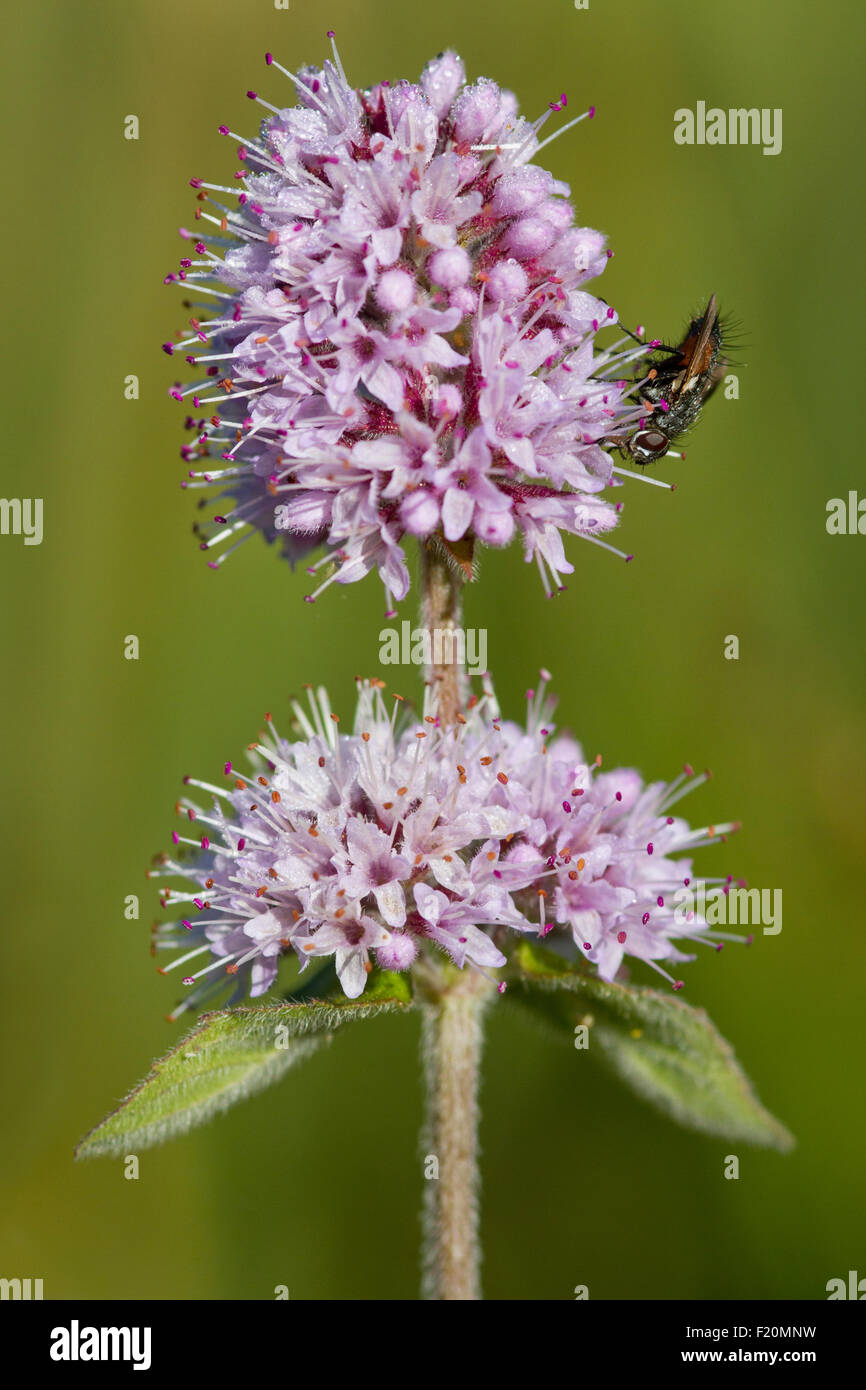 Blow Fly (Calliphoridae) feeding on Water Mint (Mentha aquatica) flower head Stock Photo