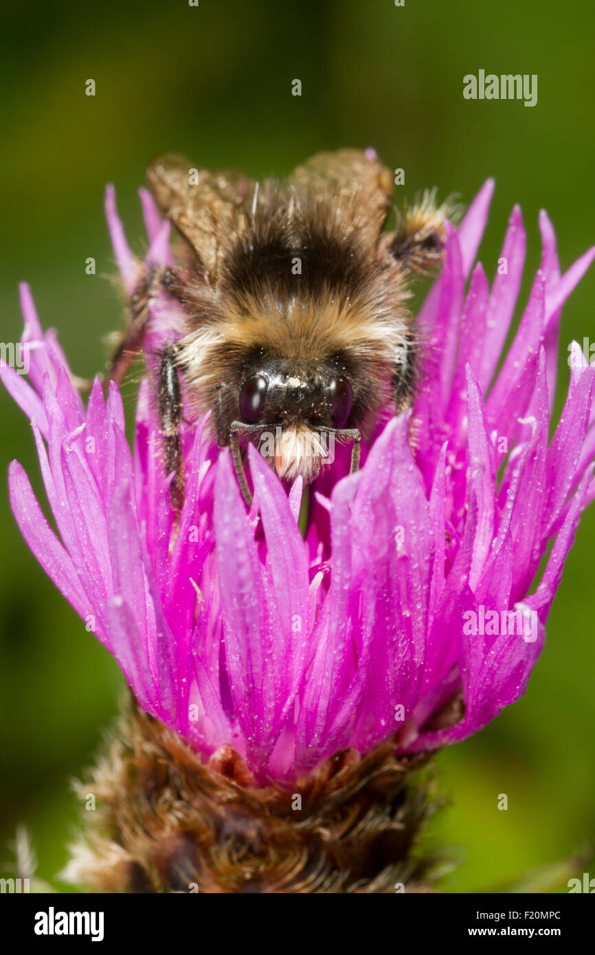 Buff-tailed Bumblebee (Bombus terrestris) feeding on Creeping Thistle (Cirsium arvense) Stock Photo
