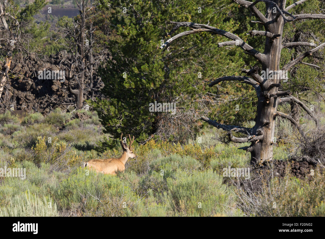 Arco, Idaho - Mule deer in Craters of the Moon National Monument. Stock Photo
