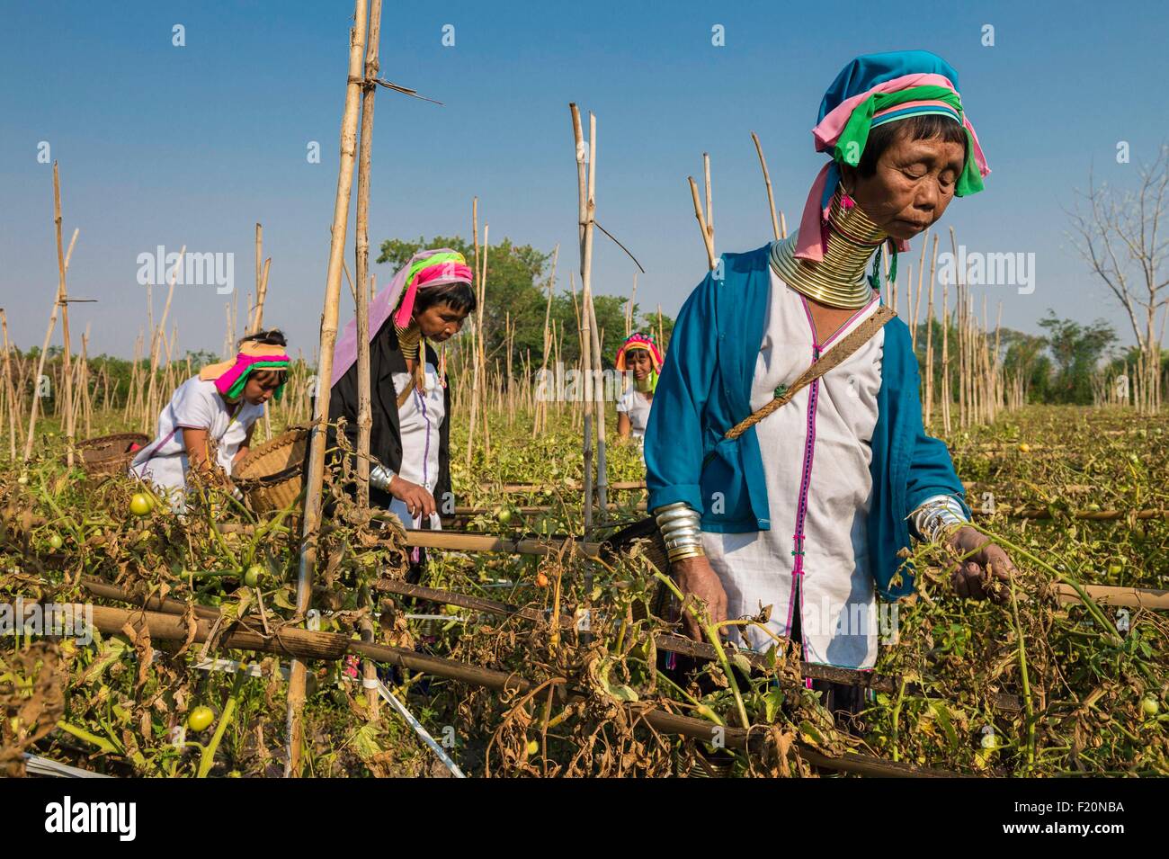 Myanmar (Burma), Kayah state, Kayan tribe (Padaung), Kon Ta around Loikaw, Moe Ki named giraffe women working in a tomato field Stock Photo