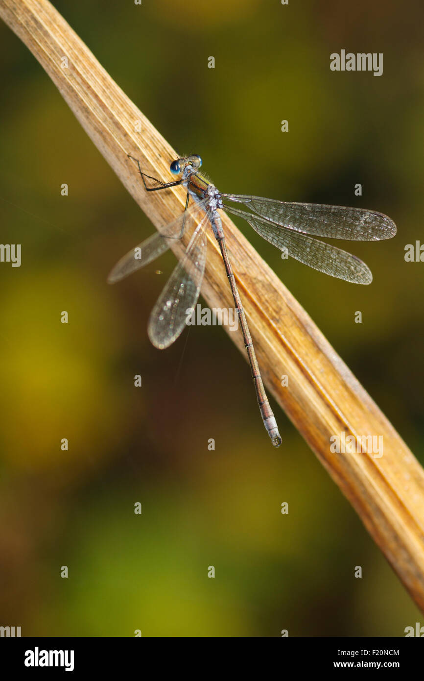 Adult Emerald Damselfly (Lestes sponsa) settled with wings spread on a dead leaf Stock Photo