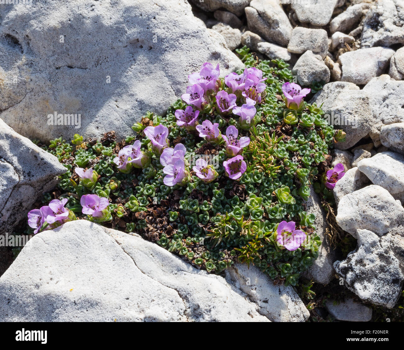 Saxifraga oppositifolia L.  Sassifraga a foglie opposte. Dolomites, limestone rocks. Italian Alps. Europe. Stock Photo