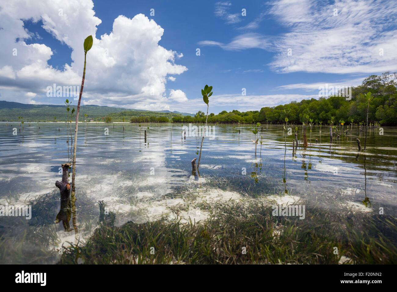 Indonesia, Lesser Sunda Islands, Alor Island, Sika Island, Mangrove trees plantation Stock Photo
