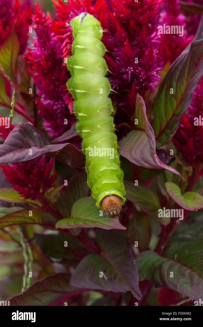 Green Worms In Garden