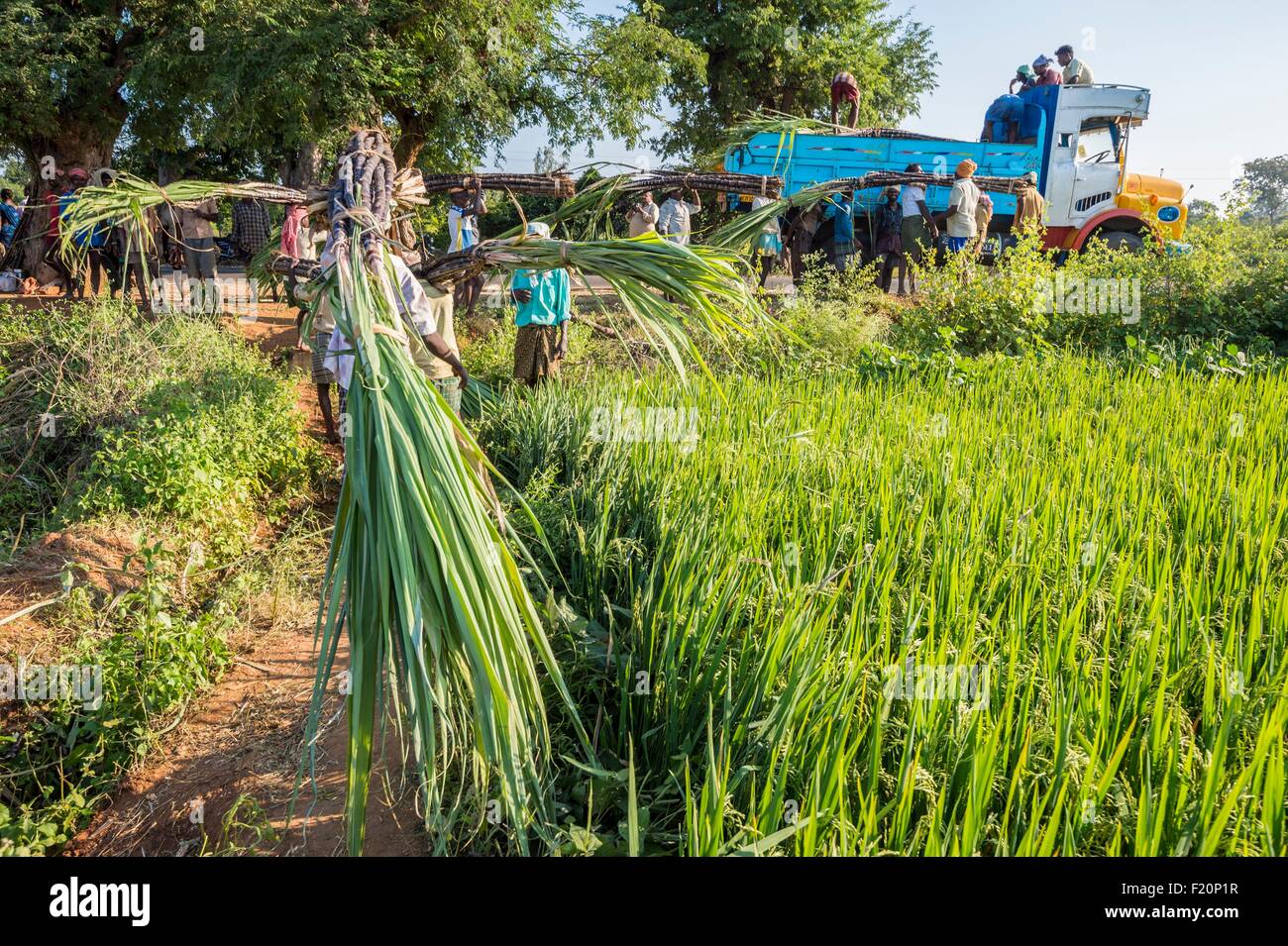 India sugar cane hires stock photography and images Alamy