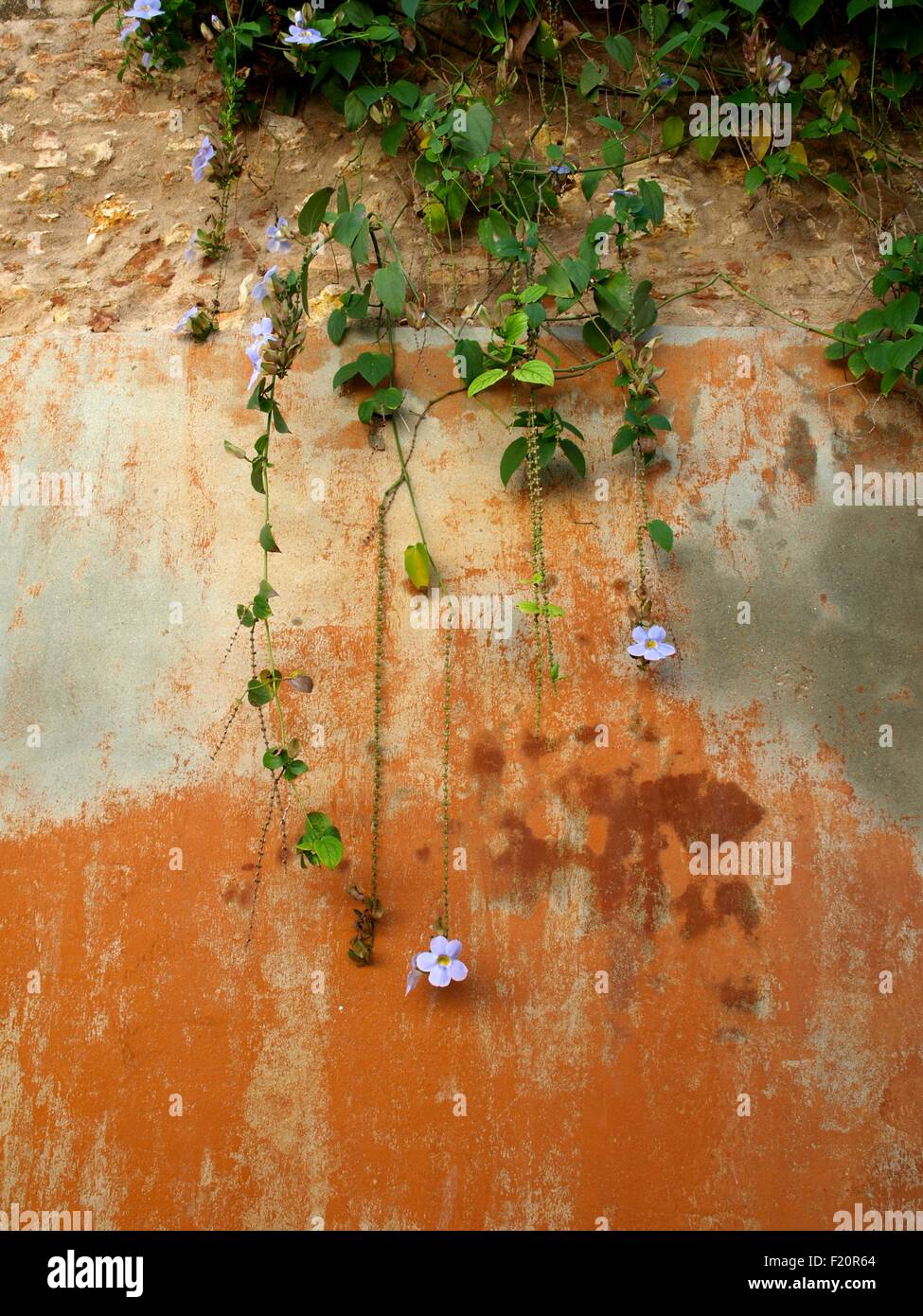 Vine with mauve flowers coming down a wall Stock Photo