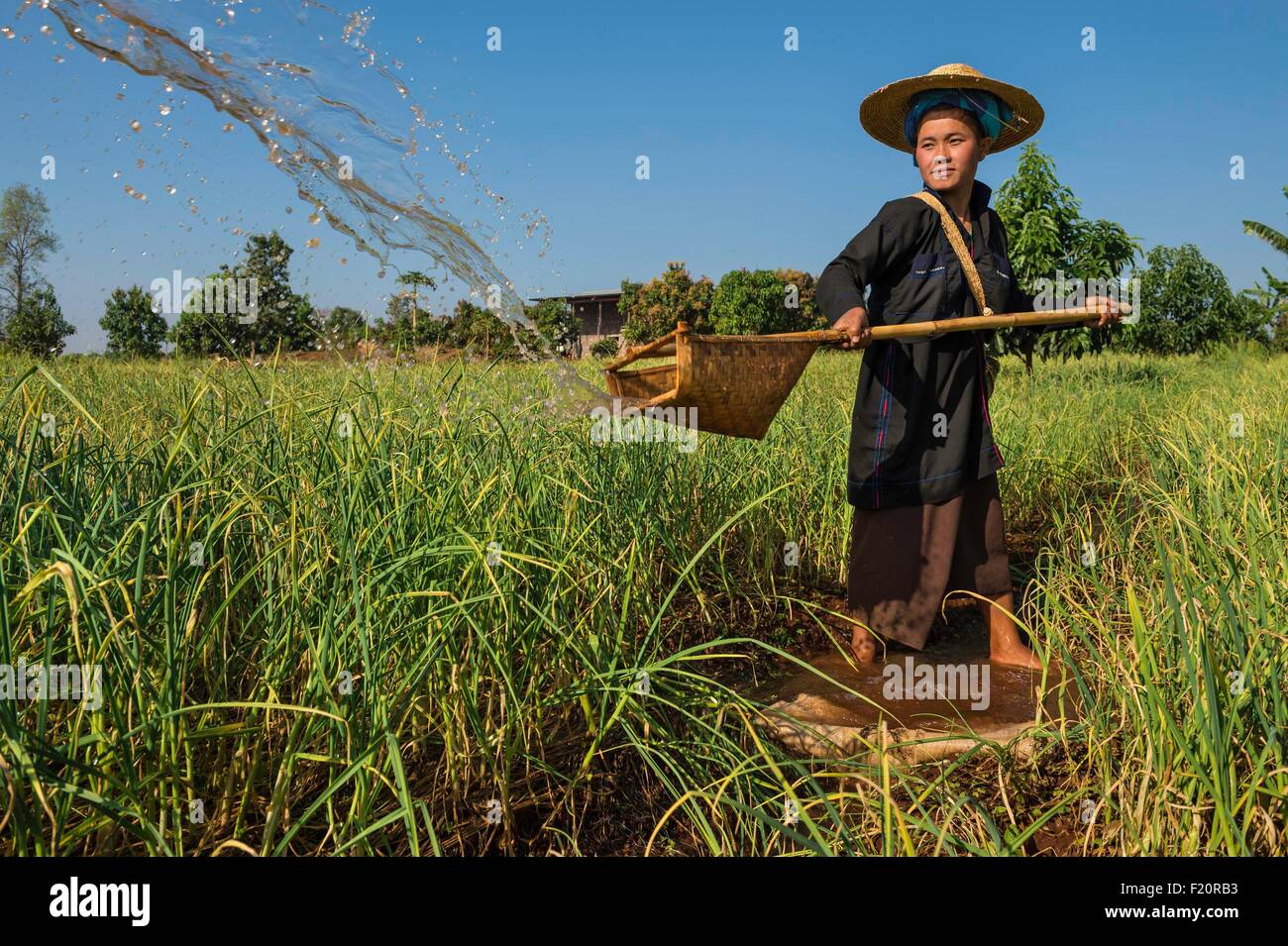 Myanmar (Burma), Shan state, Pao's tribe, Kakku, manual irrigation of a