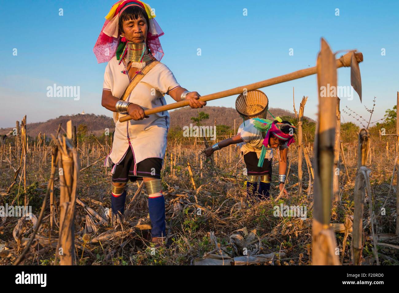 Myanmar (Burma), Kayah state, Kayan tribe (Padaung), Chikae, Moe Pray et Moe Su named giraffe women cleaning a corn field Stock Photo