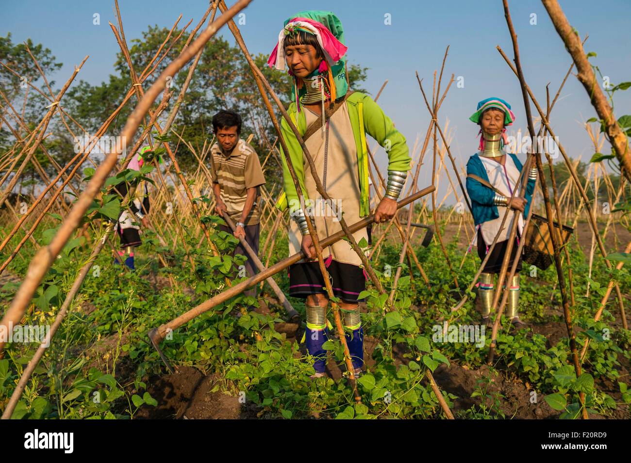 Myanmar (Burma), Kayah state, Kayan tribe, Loikaw area, Kon Ta, women from Kayan tribe (Padaung) named giraffe women working in a beans field Stock Photo