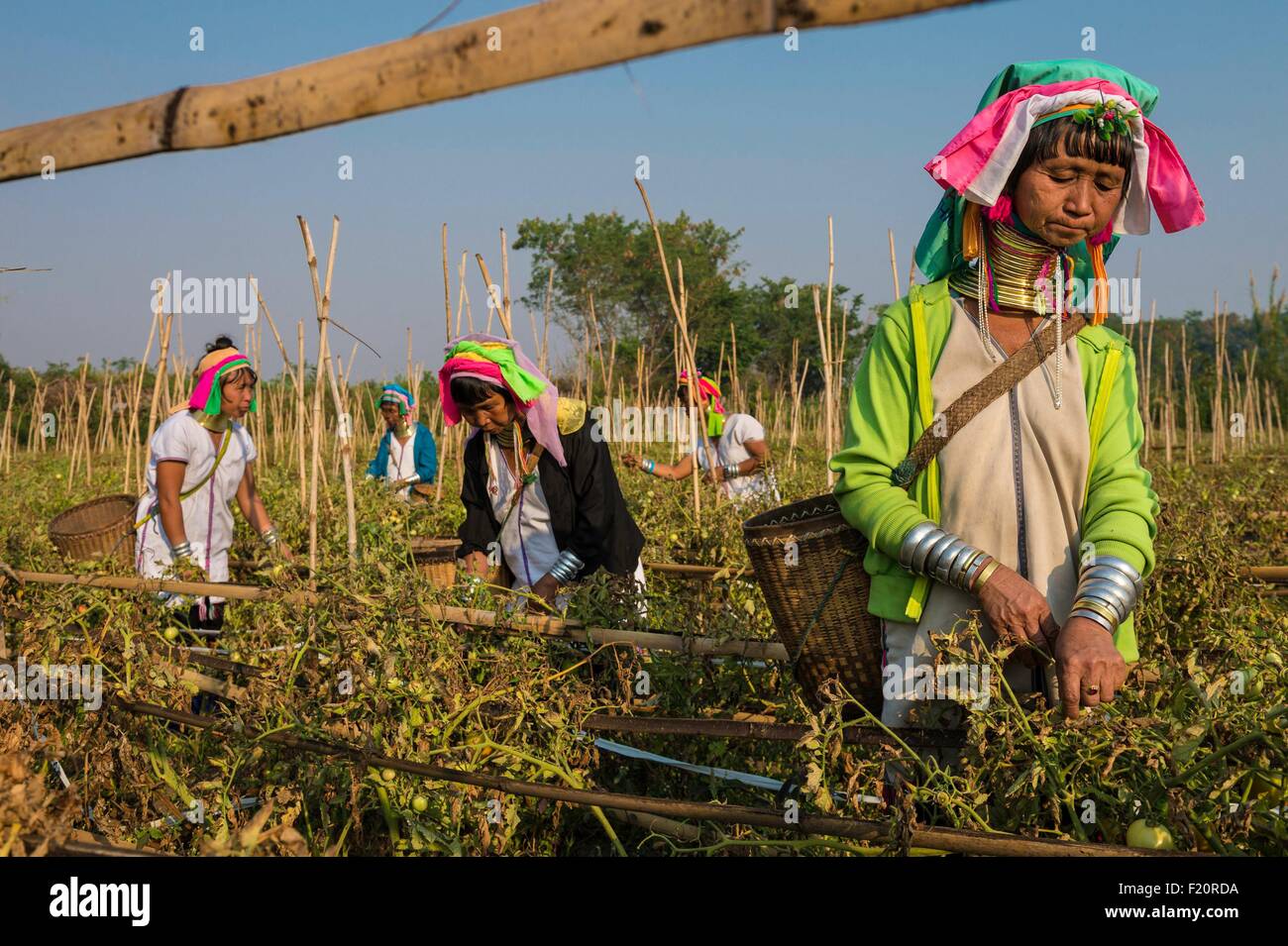 Myanmar (Burma), Kayah state, Kayan tribe (Padaung), Kon Ta around Loikaw, Moe Bu named giraffe women working in a tomato field Stock Photo