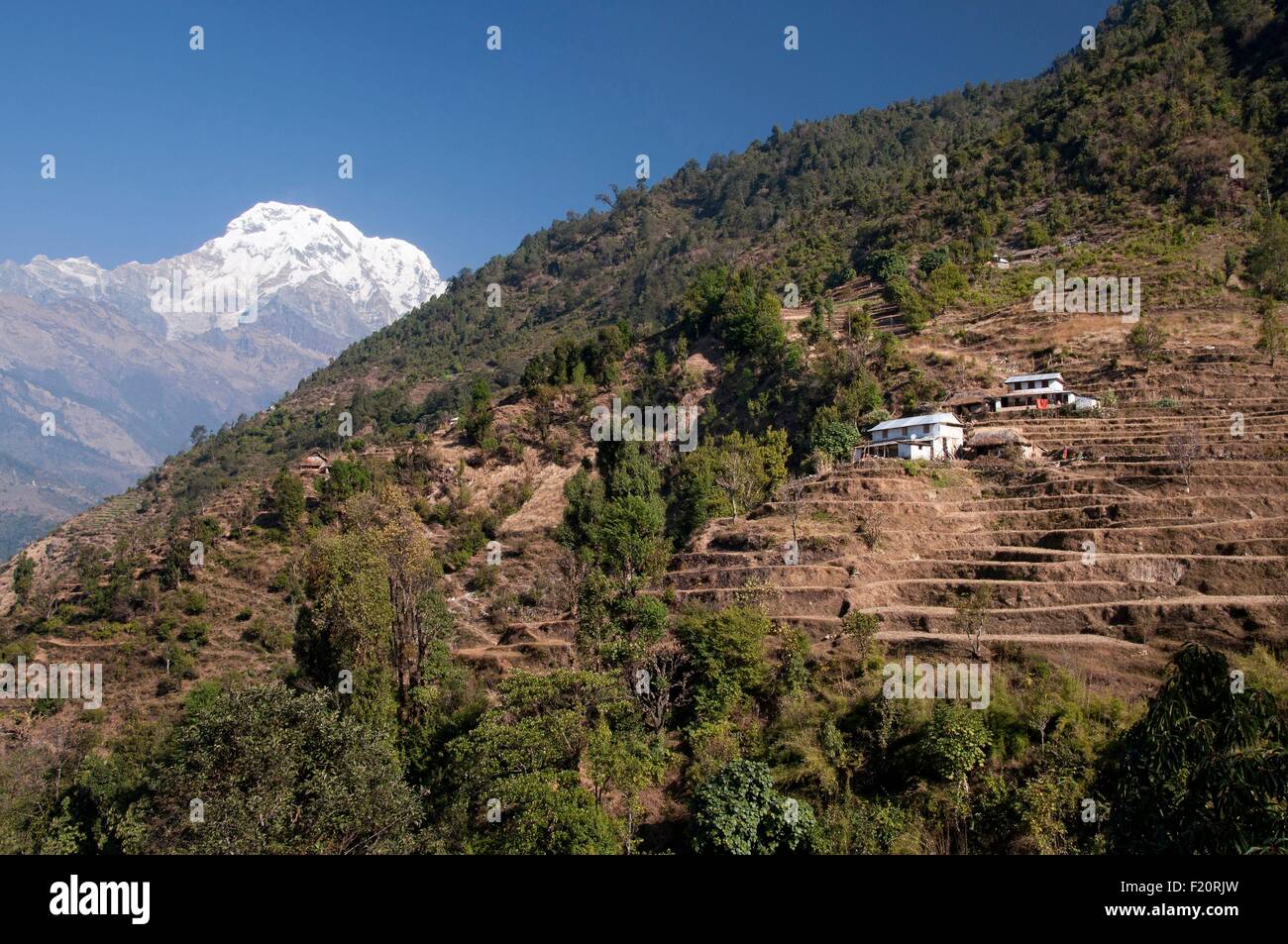 Nepal, Gandaki, Annapurna region, Nepalese houses on the mountain between Landruk and Tolka villages, Annapurna South in the background Stock Photo