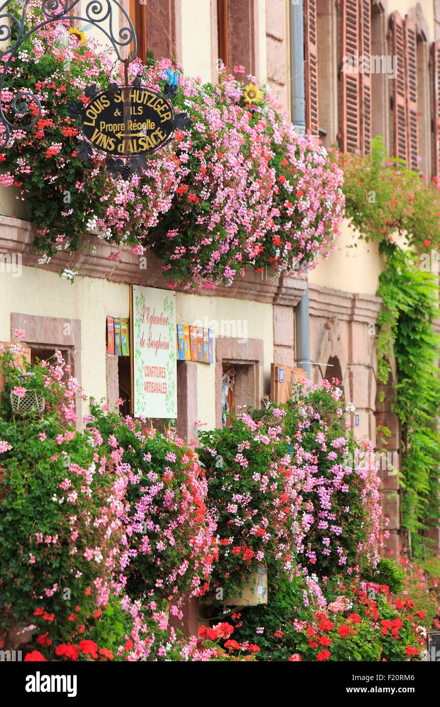 France, Haut Rhin, Route des Vins d'Alsace (Route of the wines of