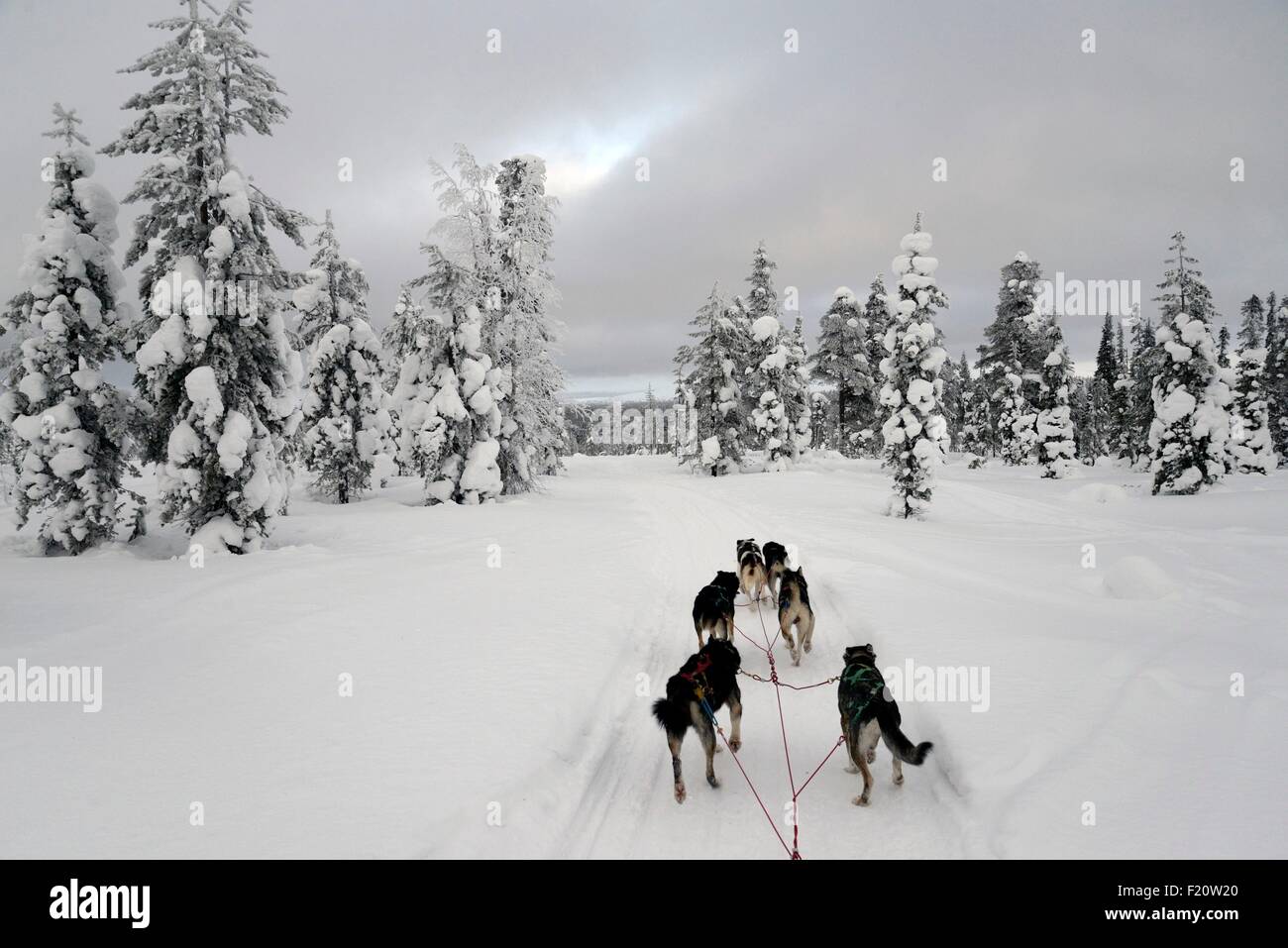 Finland, Lapland, Saariselka, sled dogs running in landscape of snow and ice Stock Photo