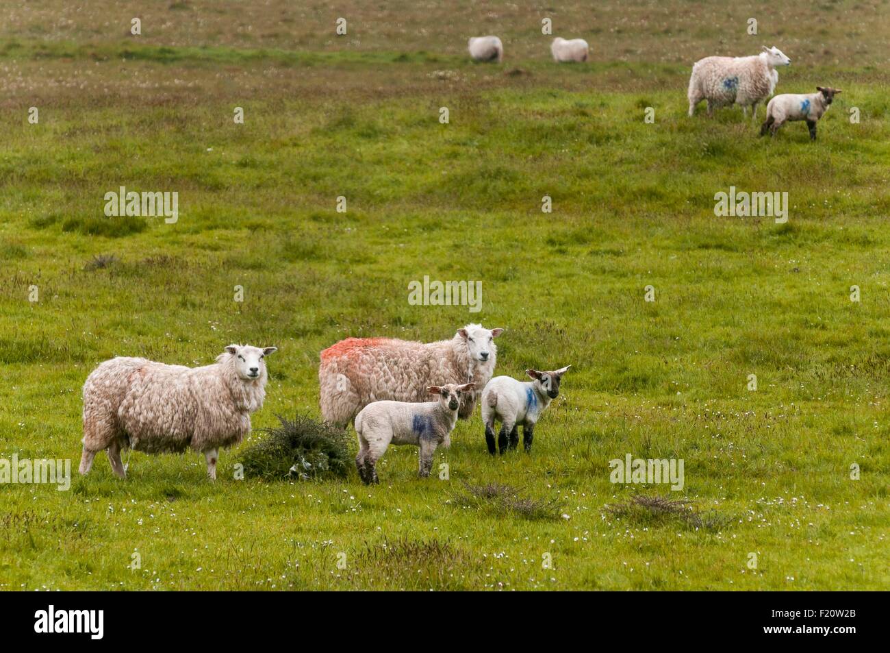 United Kingdom, Scotland, Shetland islands, north of Mainland island, Northmavine region, view on cliffs from Eshaness Lighthouse Stock Photo