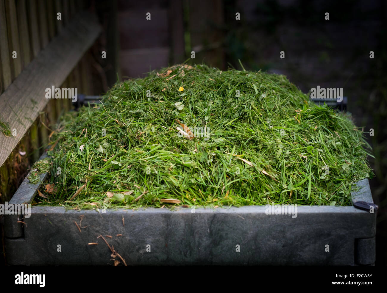 Grass cutting in a compost bin Stock Photo Alamy