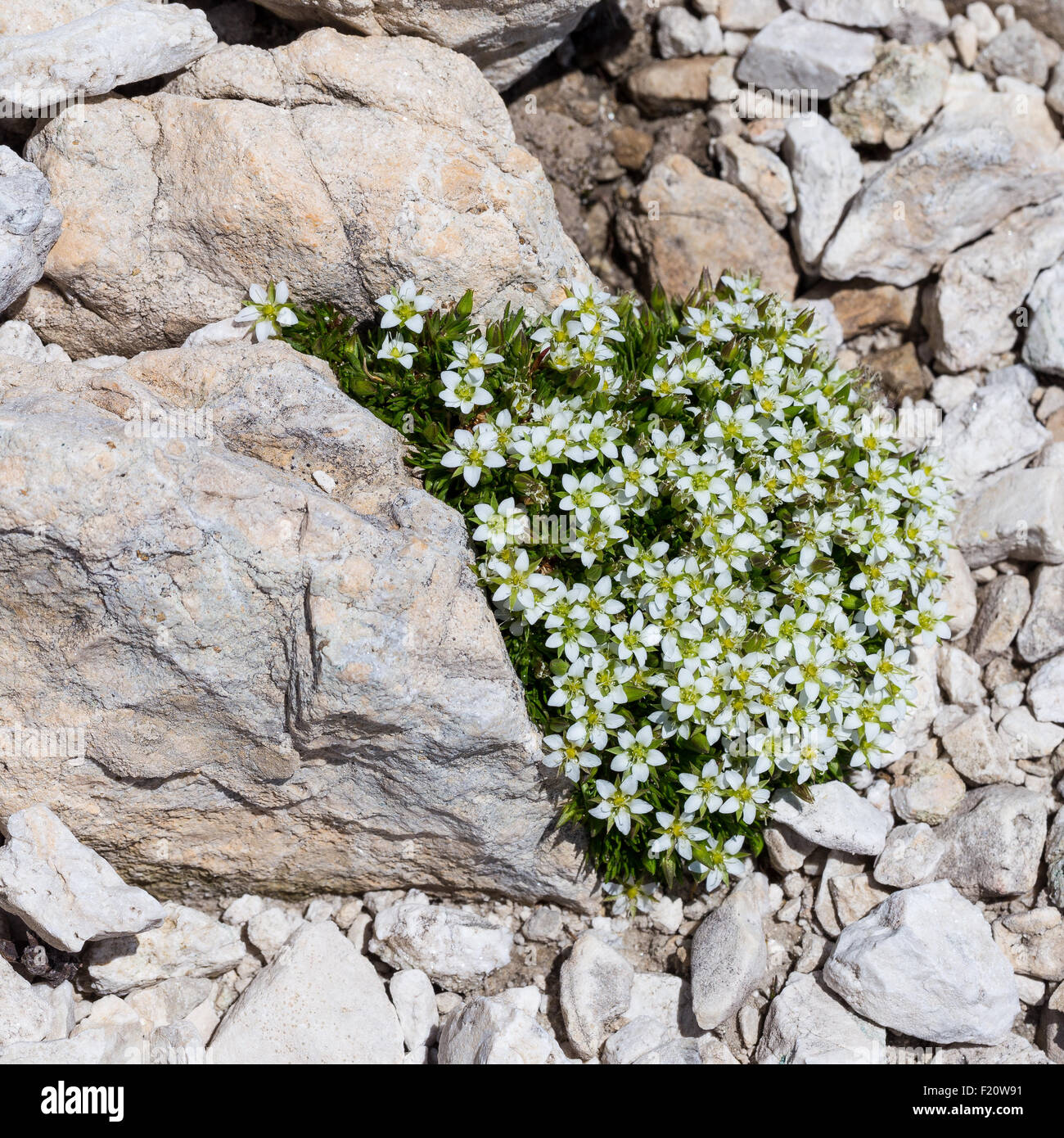 Minuartia verna. Alsine verna. Renaiola di primavera. Alpine plant on limestone rocks. The Dolomites, Italian Alps. Stock Photo
