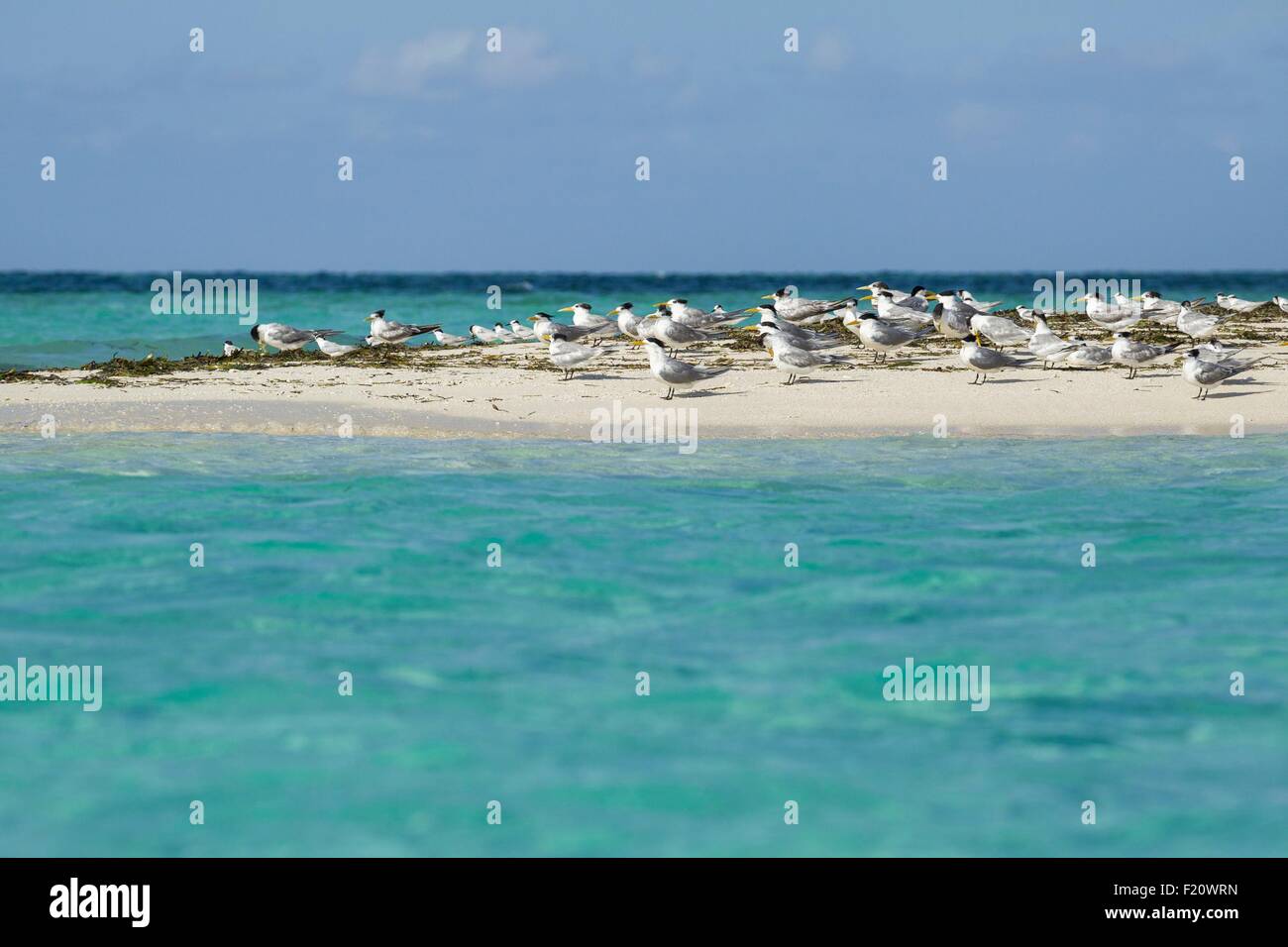 Indonesia, Maluku province, East Seram, Koon island, sea birds on a sandbank Stock Photo