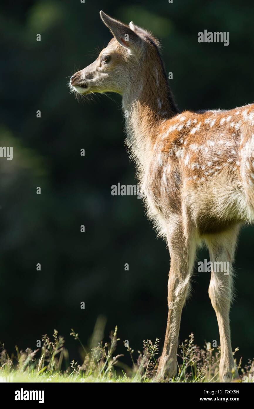 United Kingdom, Scotland, Highland, Glencoe valley, Red deer (Cervus elaphus), fawn Stock Photo