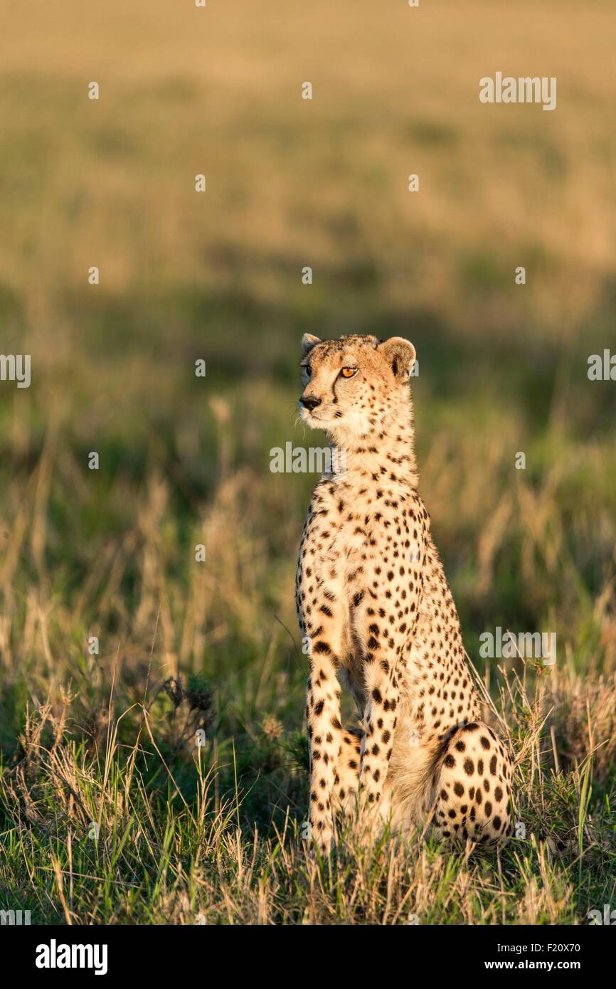 Kenya, Masai-Mara game reserve, cheetah (Acinonyx jubatus), female Stock Photo