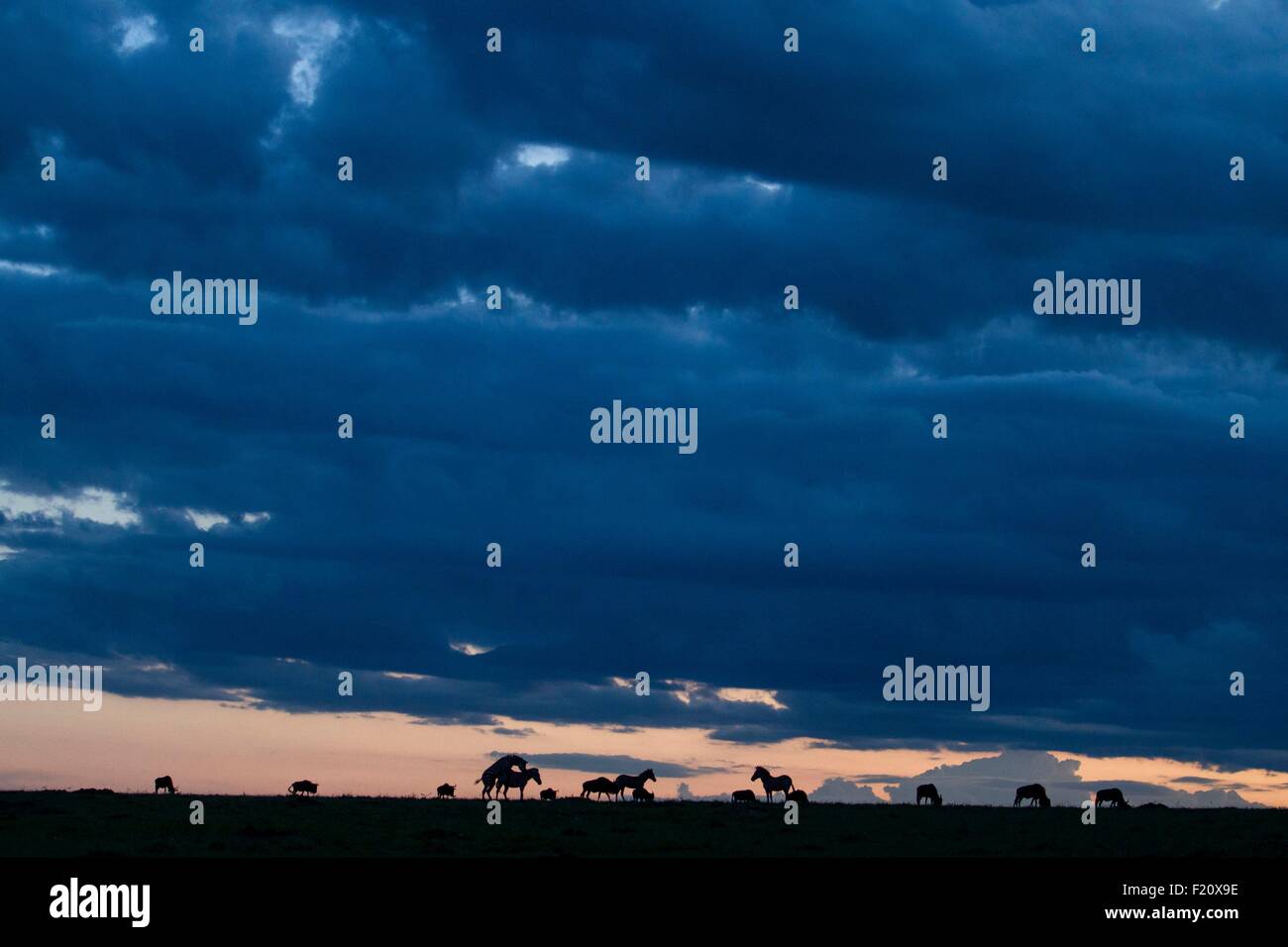 Kenya, Masai-Mara game reserve, Grant's zebra (Equus burchelli granti), mating at sunset Stock Photo