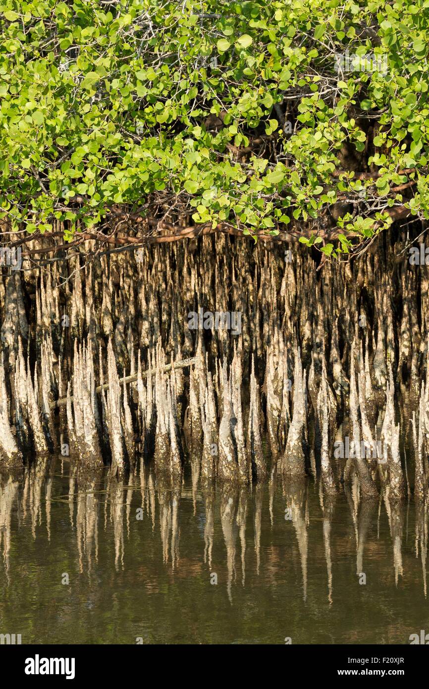 Indonesia, Lesser Sunda Islands, Alor archipelago, Pantar Island, Kabir, mangrove trees pneumatophores Stock Photo