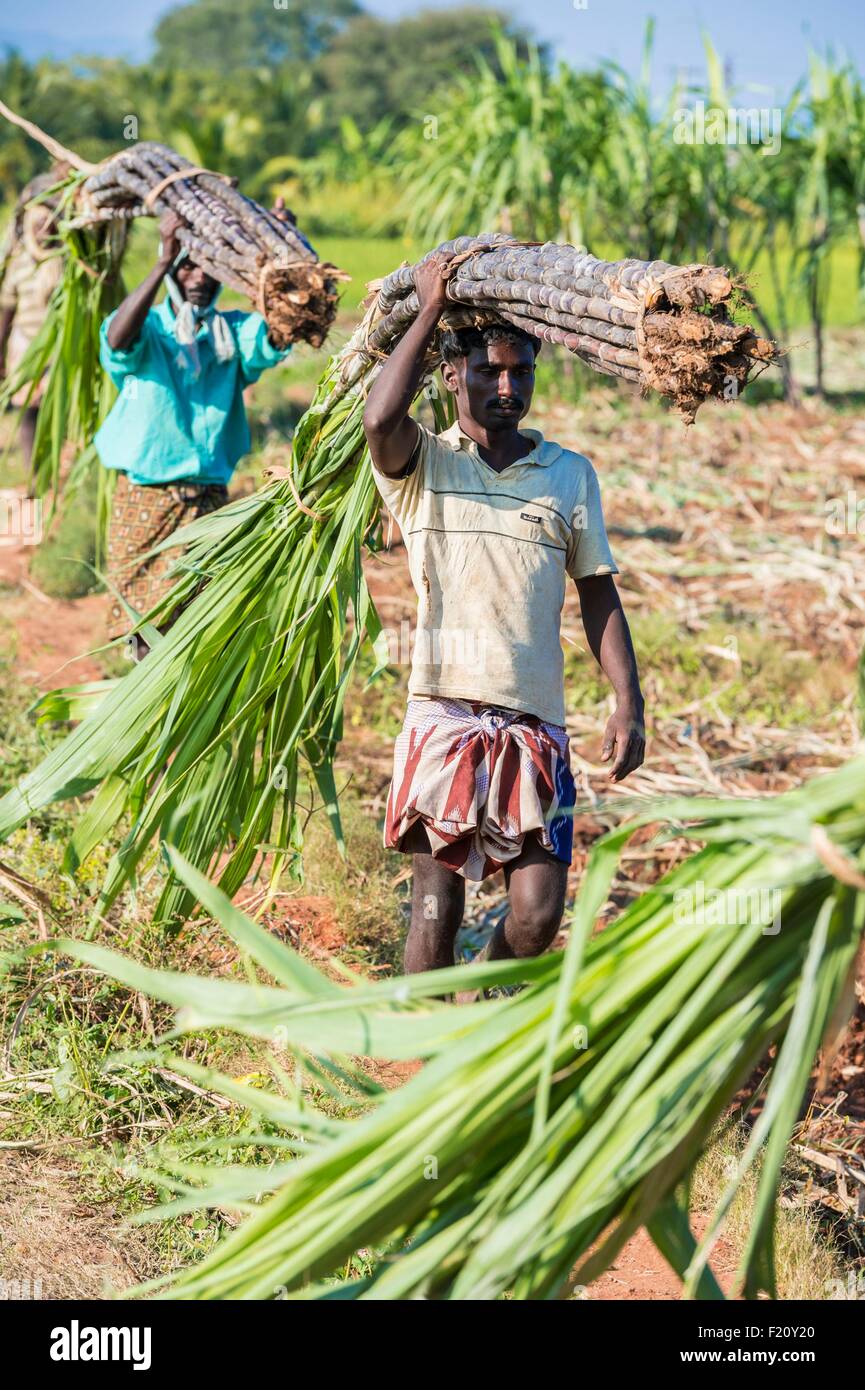 India sugar cane hires stock photography and images Alamy
