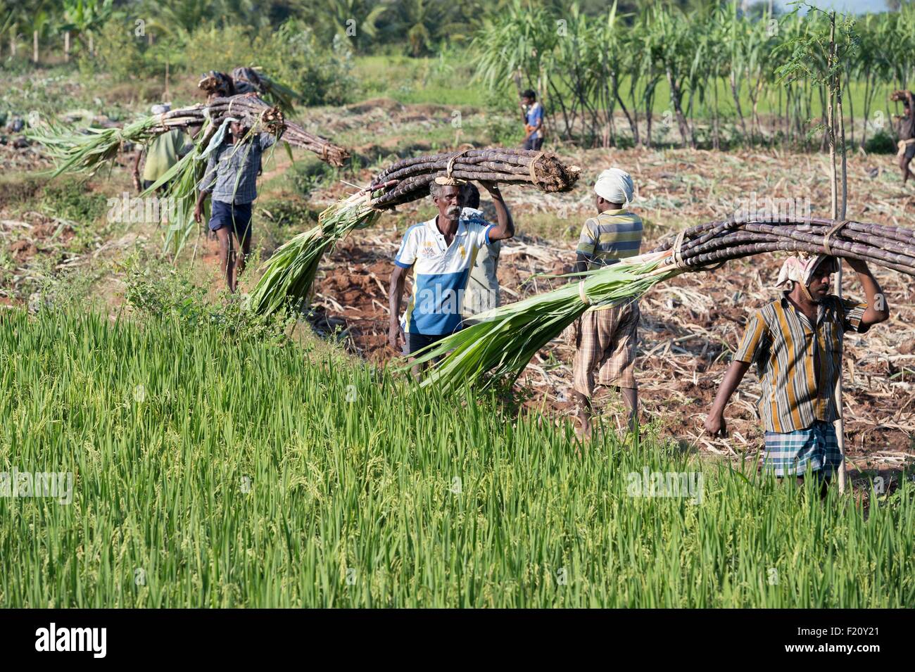 India sugar cane hires stock photography and images Alamy