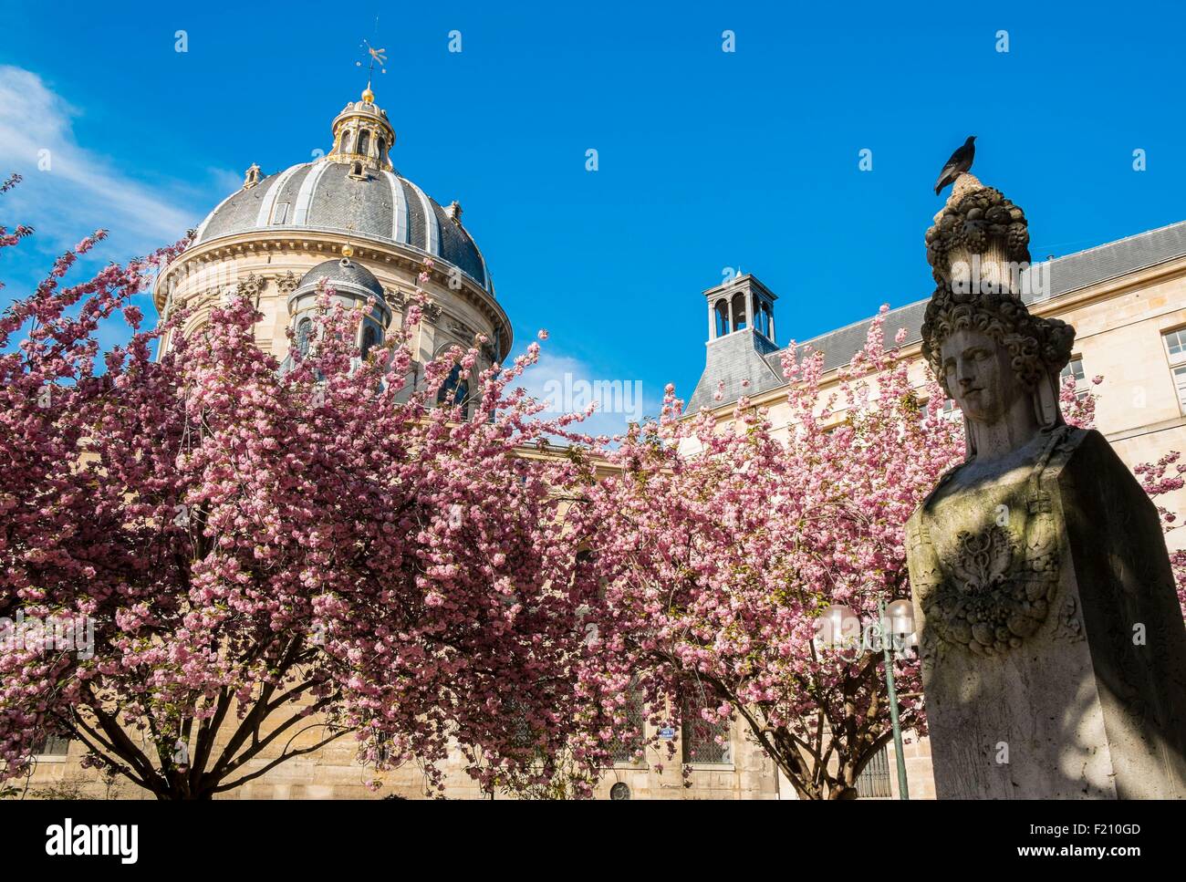 France, Paris, square Gabriel Perne, prunus blossoms Stock Photo