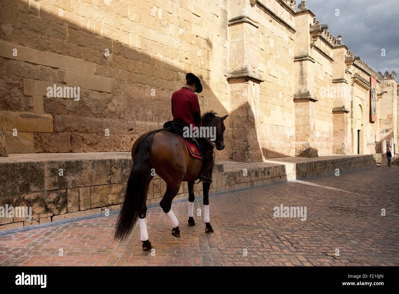 Spain, Andalusia, Cordoba, Historical Centre listed as World Heritage by UNESCO, horses at the Reales Caballerizas Stock Photo