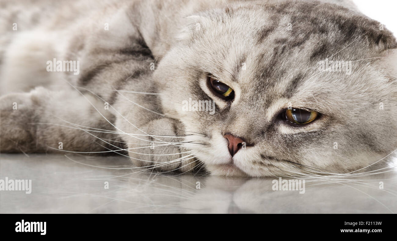 fluffy gray beautiful adult cat, breed scottish-fold, very  close up  portrait Stock Photo