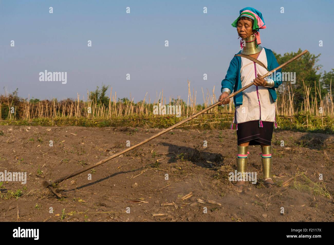 Myanmar (Burma), Kayah state, Kayan tribe (Padaung), Kon Ta around Loikaw, Moe Ki named giraffe women working in a beans field Stock Photo