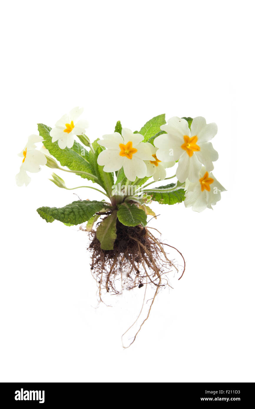 whole primula vulgaris primrose plant on white background cut out Stock Photo