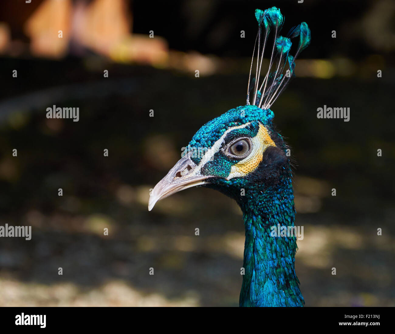 Bright head of Peacock with blue feathers o top Stock Photo