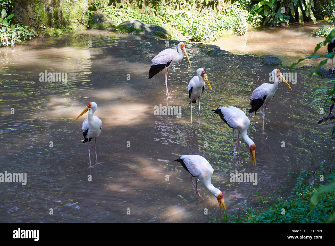 Several Yellow-billed storks standing in shallow water Stock Photo