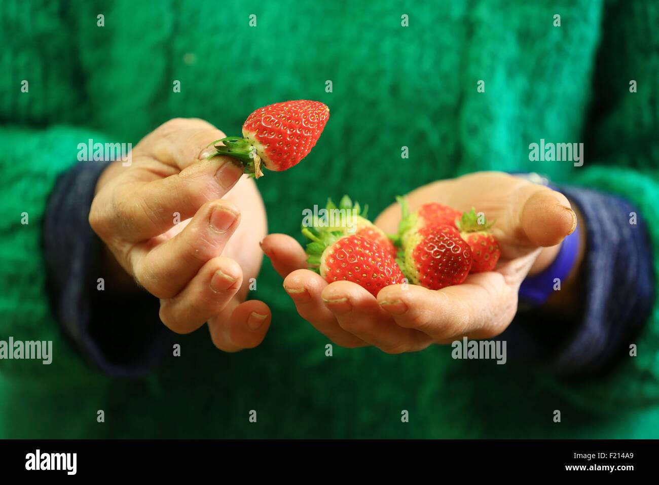 France, Vaucluse, Monteux, Annie strawberry growers and Gerard Durand, variety Dream Stock Photo