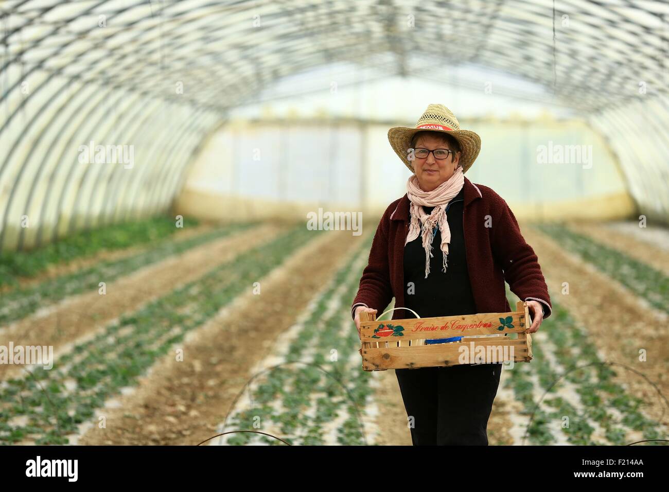 France, Vaucluse, Monteux, Annie strawberry growers and Gerard Durand Stock Photo