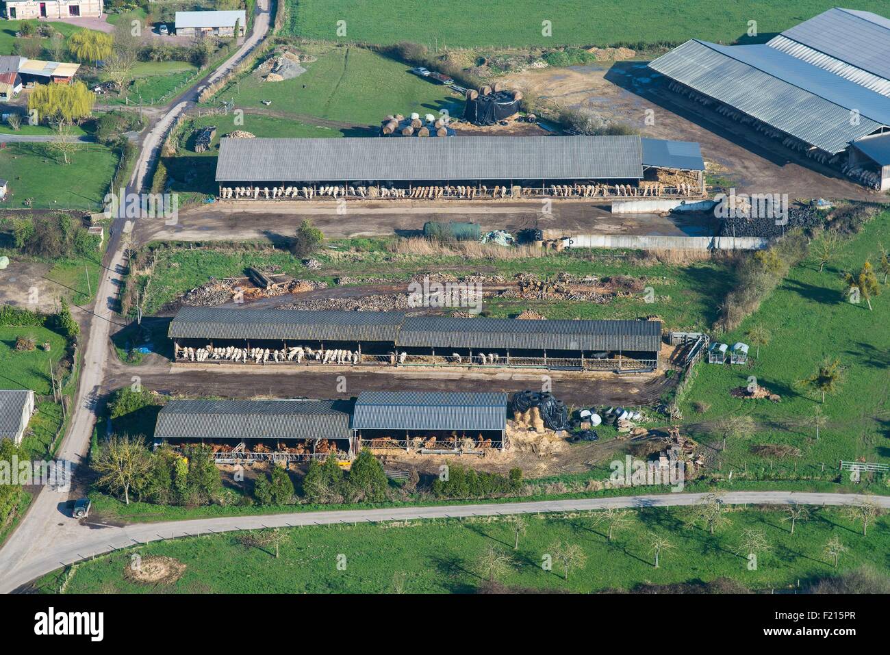 France, Eure, Marais Vernier, cattle breeding, stabling (aerial view) Stock Photo