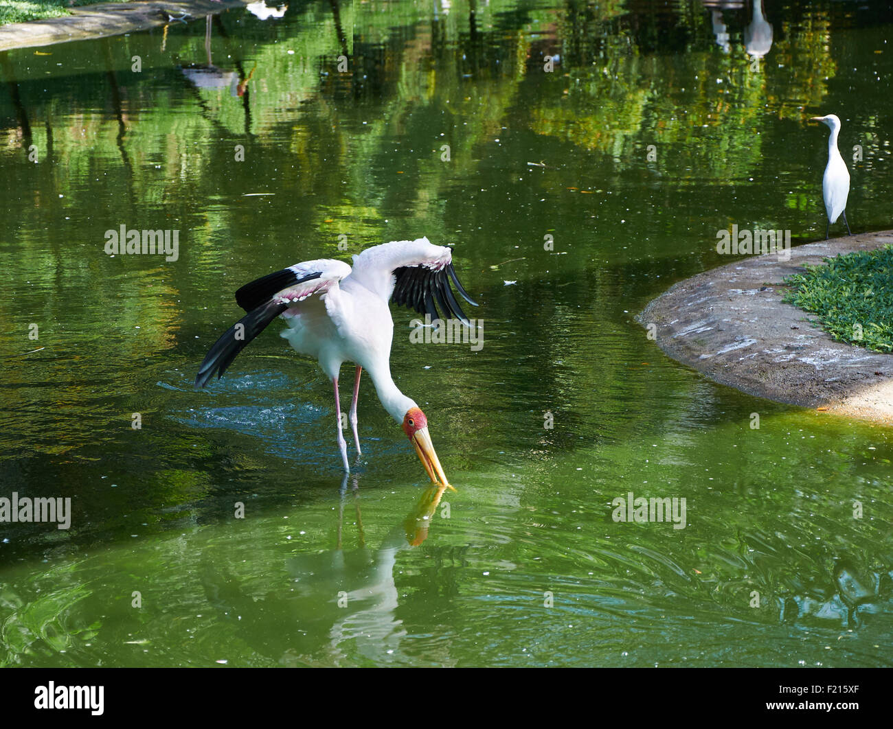Yellow-billed stork spreads the wings after landing Stock Photo
