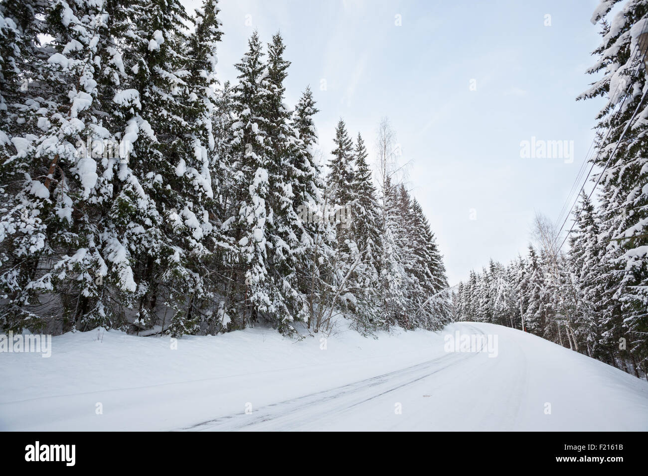 Road in forest at winter Stock Photo - Alamy