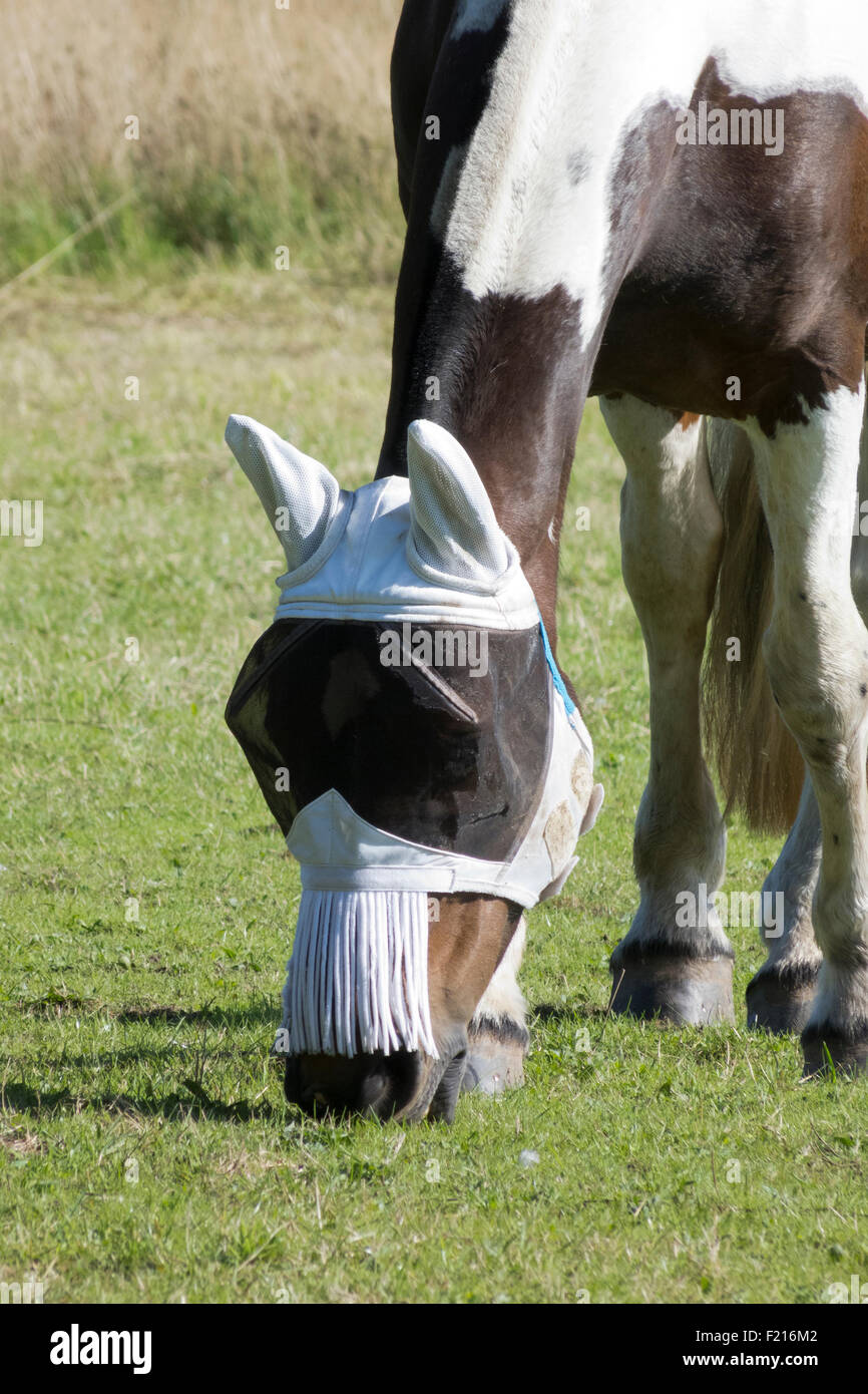 Horse Wearing a Fly Protector Mask, UK Stock Photo Alamy