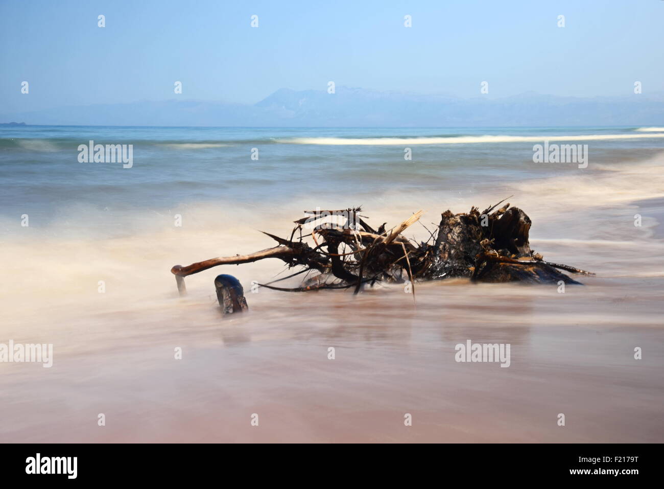 The monster from the Deep! - Driftwood on a beach with misty sea to add atmosphere. Stock Photo
