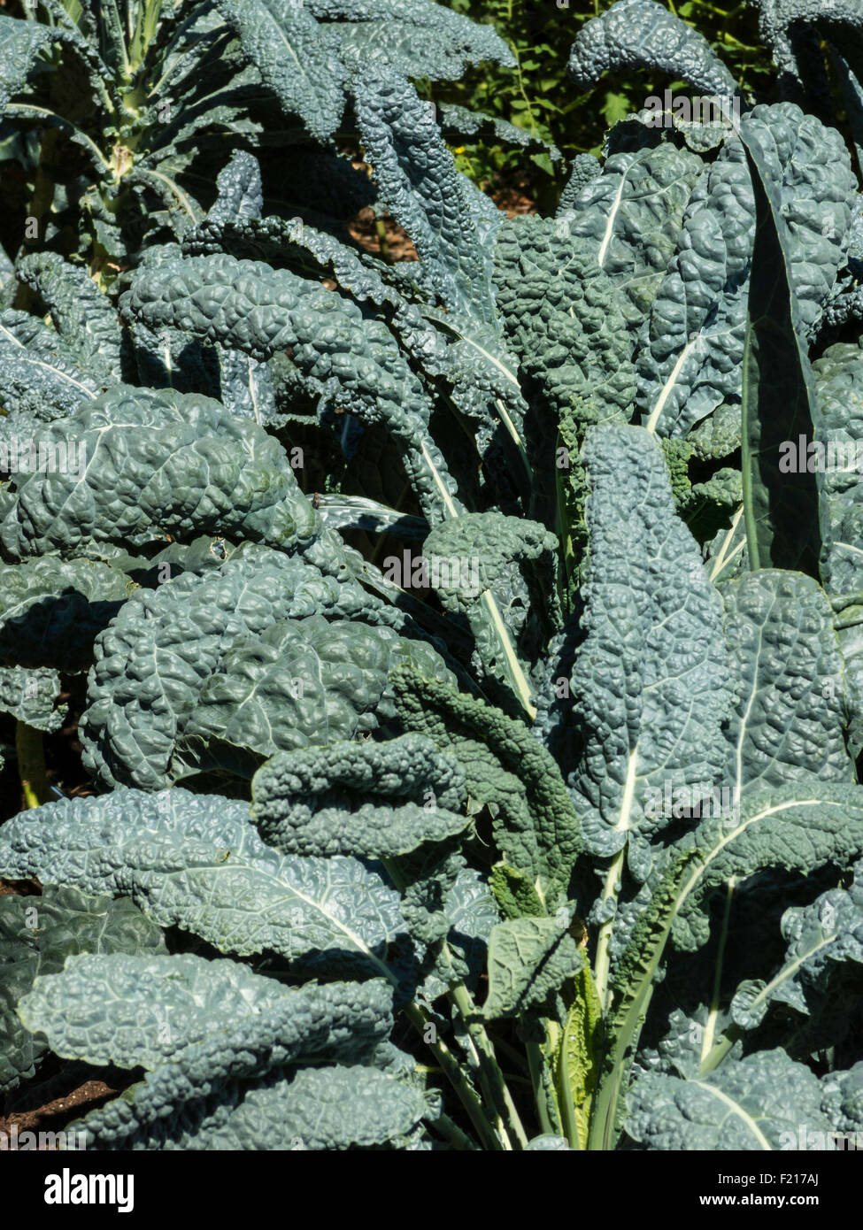 Phytochemicals hires stock photography and images Alamy