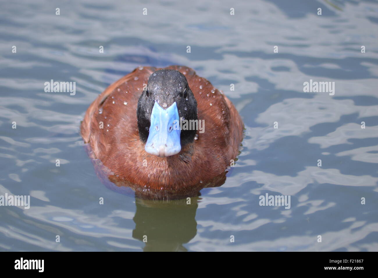 Argentine ruddy duck hires stock photography and images Alamy