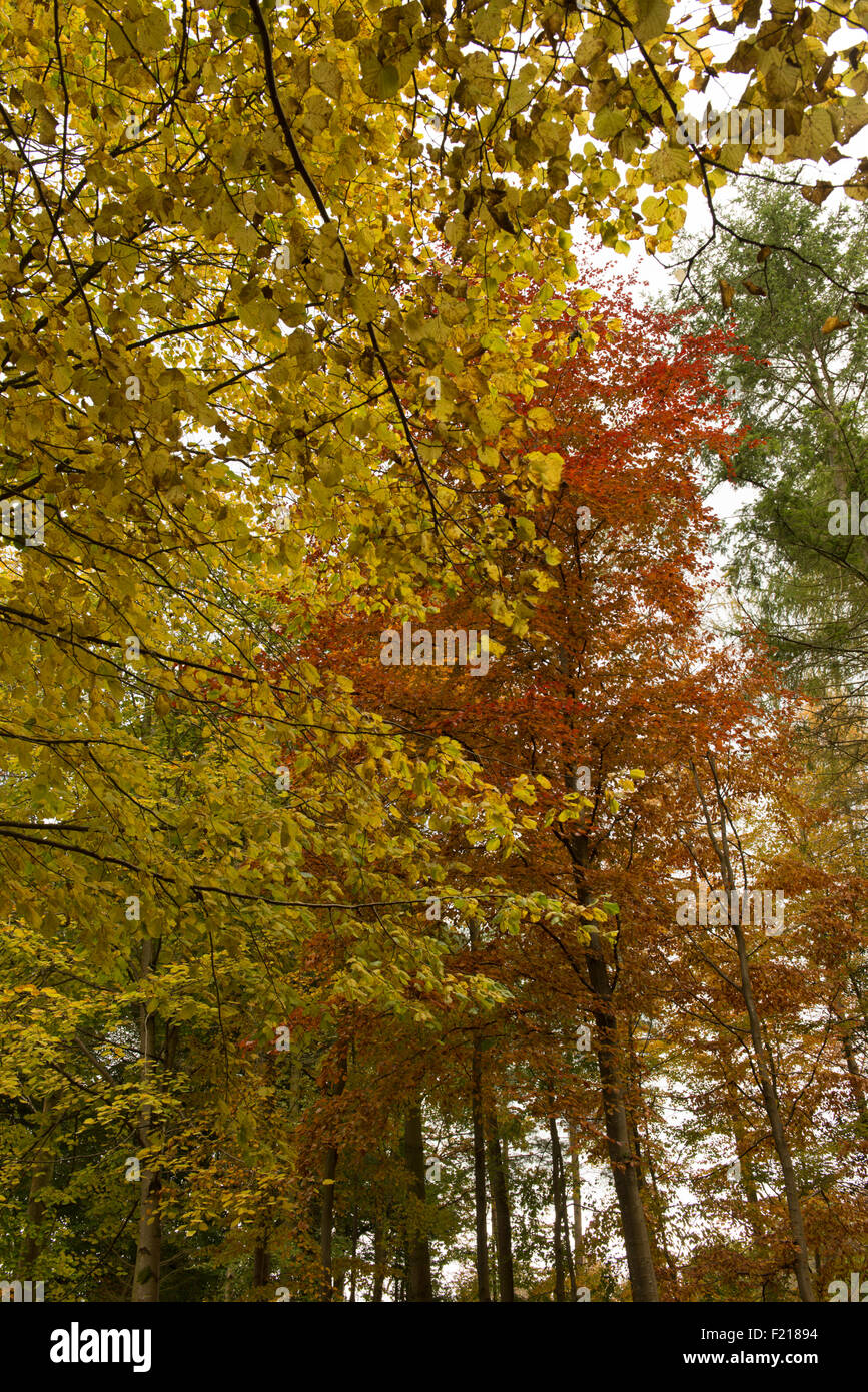 Autumn color trees near Selkirk,Borders,Scotland,UK, Stock Photo