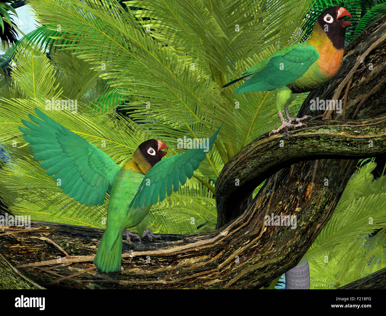 The Black-cheeked Lovebird is a small parrot with mostly green coloring and is found in Zambia, Africa. Stock Photo