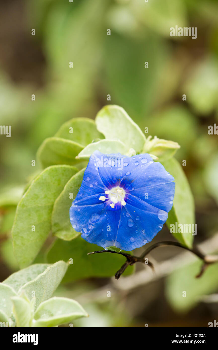 Loreto Baja Mexico Detailed Image Of A Blue Flower With Water Droplets On It Stock Photo Alamy Loreto Baja Mexico Detailed Image Of A Blue Flower With Water Droplets On It Stock Photo Alamy