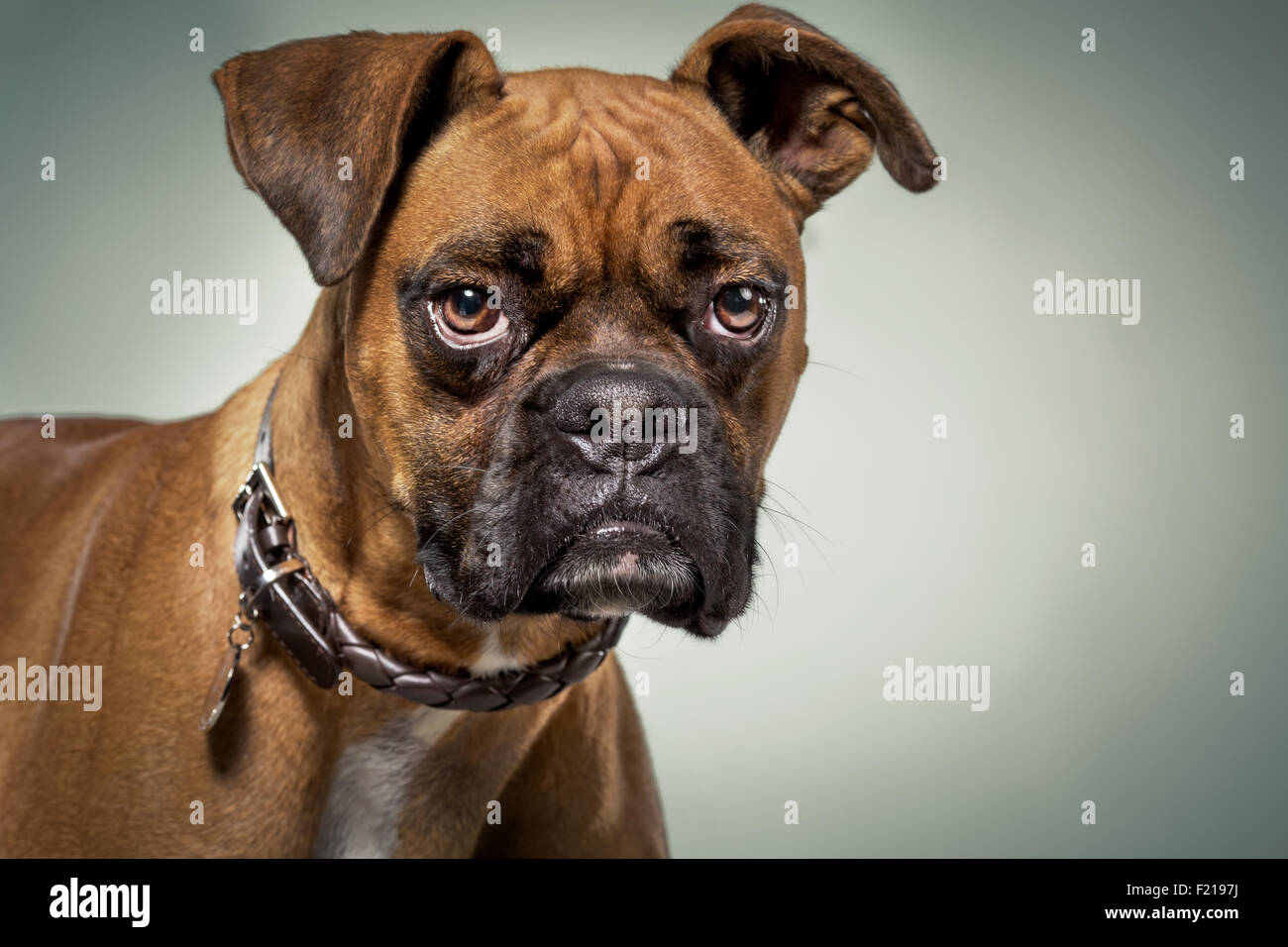 Boxer dog with serious expression in studio. Stock Photo