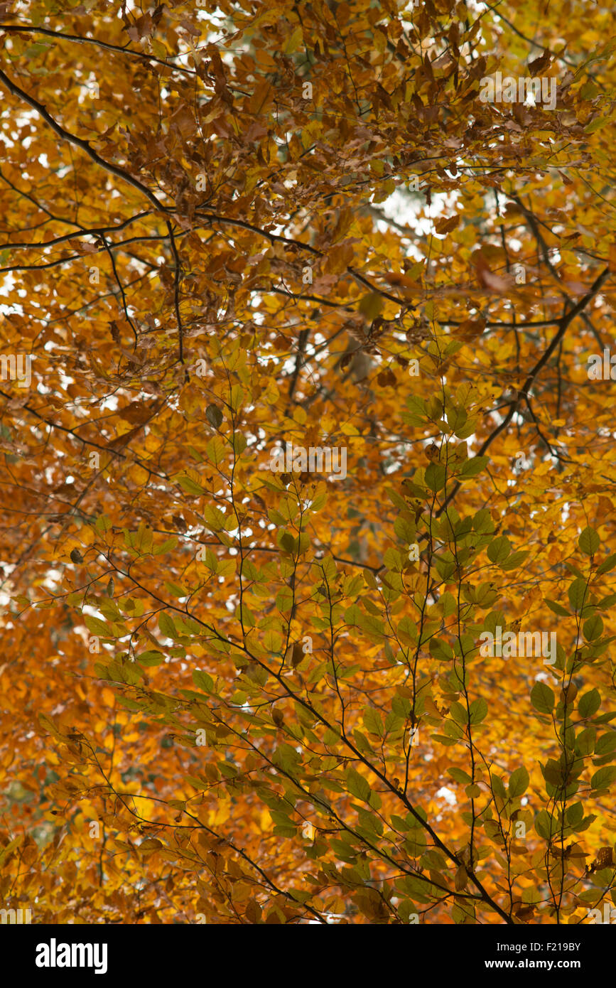Autumn color trees near Selkirk,Borders,Scotland,UK, Stock Photo