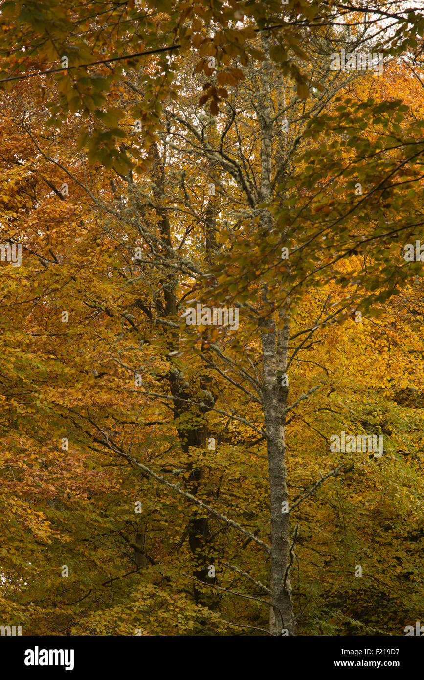 Autumn color trees,twin birches, near Selkirk,Borders,Scotland,UK, Stock Photo